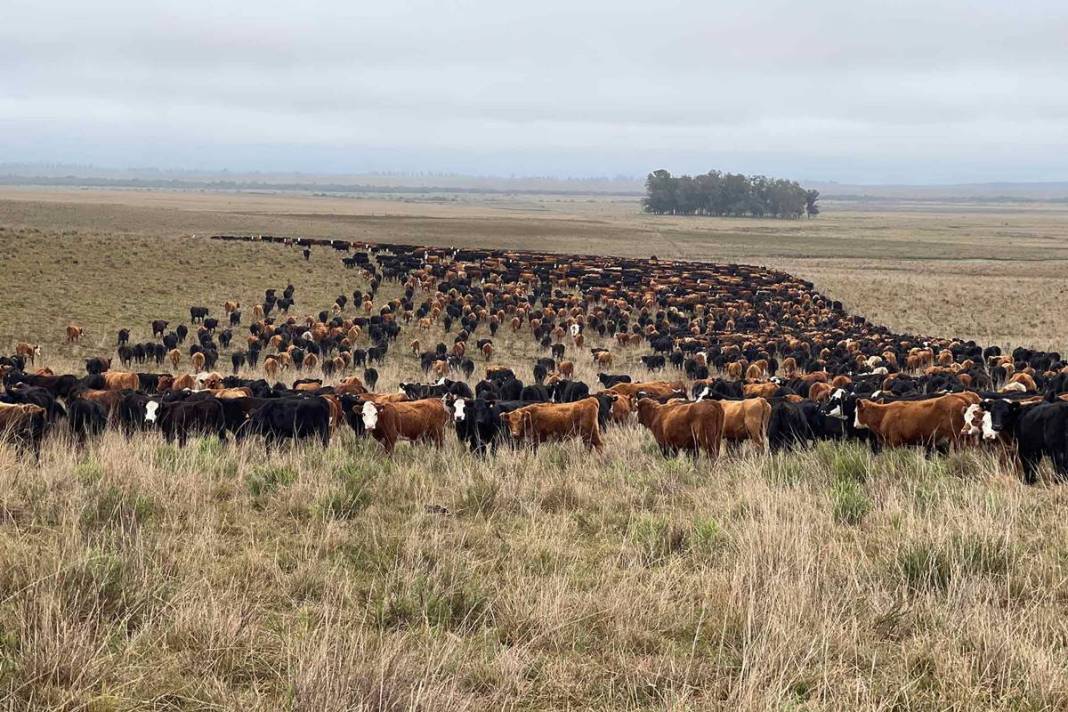 Yüzlerce büyükbaş hayvan için öldürülme kararı çıktı! İtlaf kararının gerekçesi hayvanseverleri küplere bindirdi! 7